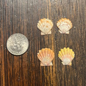 Hawaiian Sunrise Shells 4 shells  Langford’s Pecten O‘ahu Hawaii, Sunrise Shells lot 5