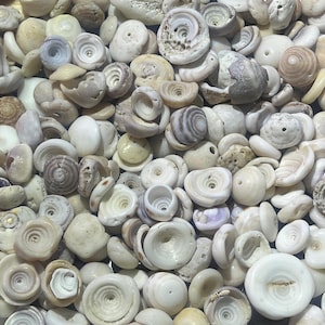 May include: A collection of small, white and beige seashells with spiral and circular patterns. The shells vary in size and shape, with some having a smooth texture and others appearing more rough. The image is a close-up, showing the details of the shells.