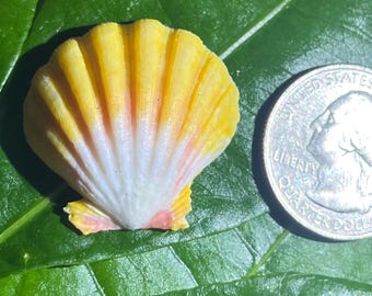 May include: A small, yellow and white seashell with pink accents, next to a United States quarter coin. The shell is on a green leaf, showcasing its natural colors and textures. The shell's size is approximately 1 inch.