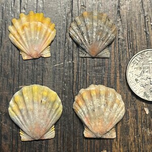 Hawaiian Sunrise Shells 4 shells  Langford’s Pecten O‘ahu Hawaii, Sunrise Shells lot 4