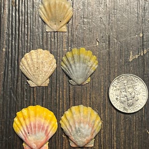 Hawaiian Sunrise Shells 5 shells  Langford’s Pecten O‘ahu Hawaii, Sunrise Shells lot 6