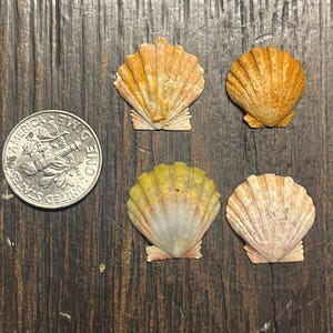 Hawaiian Sunrise Shells 4 shells  Langford’s Pecten O‘ahu Hawaii, Sunrise Shells lot 2