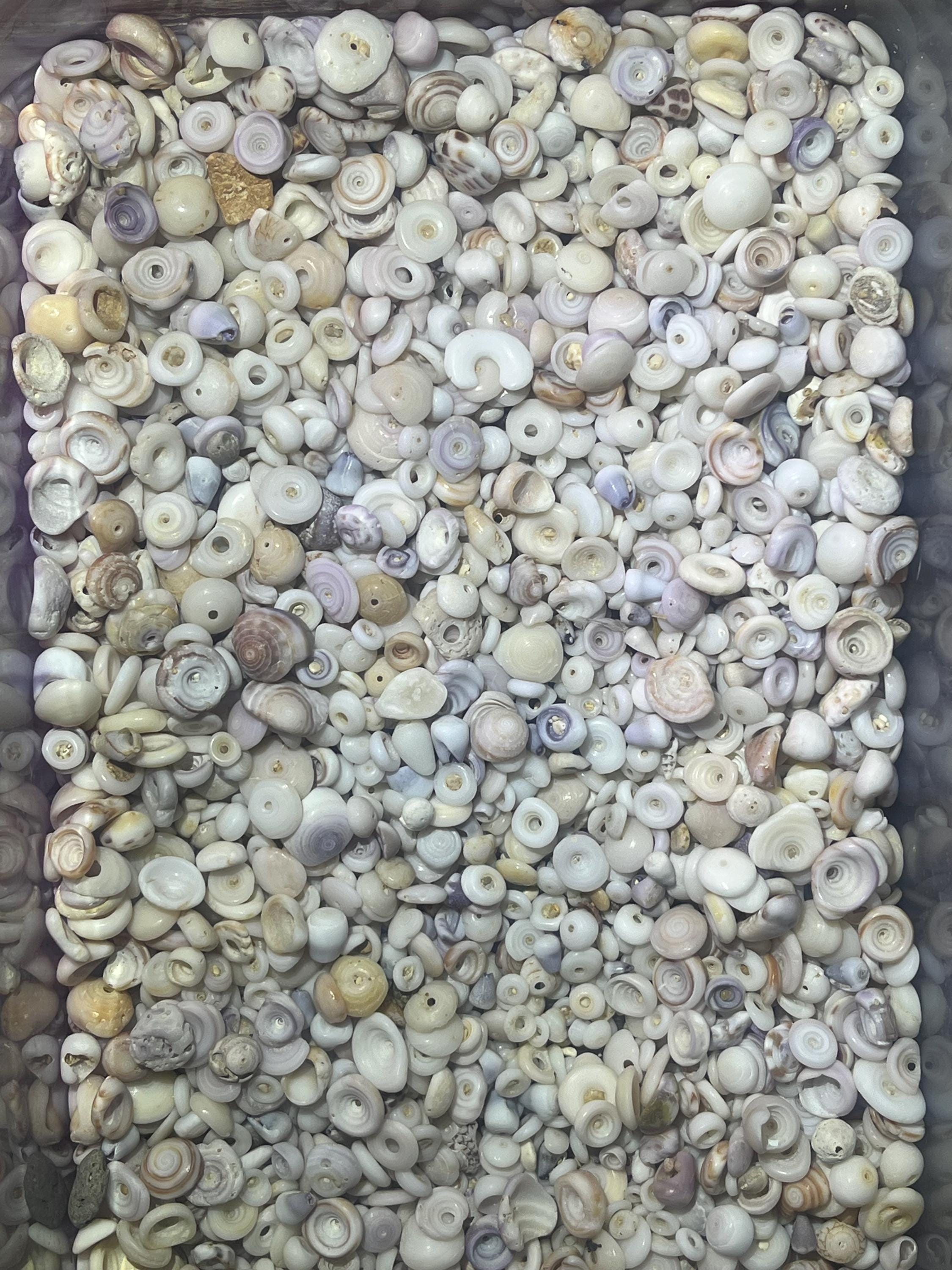 Shell Dee 50 Puka Shells. Small - 10 Mm and Under Hand Picked North Shore ...