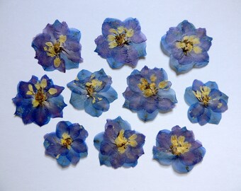 Dried Delphiniums Etsy