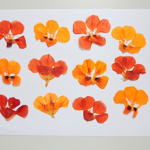 12 fiori di nasturzio gialli e marroni, fiori secchi pressati, per artigianato, arte, creazione di biglietti, scrapbooking. #508