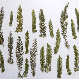 20 feuilles  de yarrow, feuilles séchées pressées, matériel pour l’artisanat, herbier , la fabrication de cartes, scrapbooking. # 77