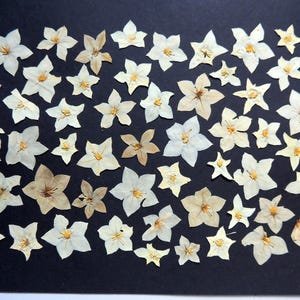 50 fiori di gelsomino di 2a categoria, fiori pressati essiccati, per artigianato, creazione di cartoline, scrapbooking. #244.2