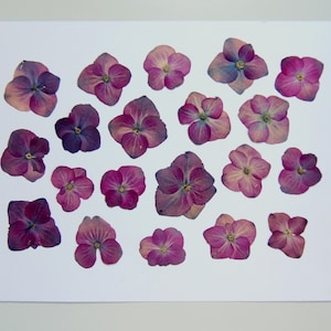 20 pcs de fleurs d'hortensia bordeaux violet, fleurs séchées pressées, pour l’artisanat, la fabrication de cartes,  scrapbooking. # 311