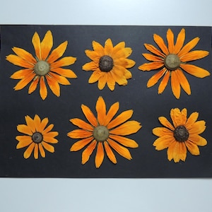 6 grandes fleurs de rudbeckia jaune, fleurs séchées pressées, pour l’artisanat, la fabrication de cartes,  scrapbooking. # 532