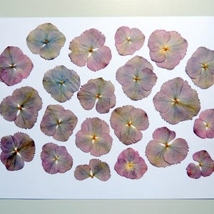 20 fiori di ortensia viola chiaro, fiori secchi pressati, per artigianato, creazione di cartoline, scrapbooking. #311.1