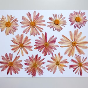 11 fleurs de chrysanthème rose, fleurs séchées pressées, pour l’artisanat, les arts, la fabrication de cartes, scrapbooking. # 531