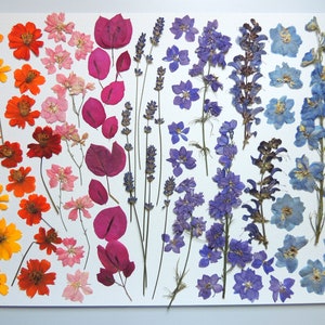 Assorted pressed flowers and greenery.  For crafts, card making, herbarium, scrapbooking. # AT 12