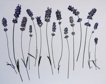 Französischer getrockneter Lavendel 300 Stiele Lavendelbund Strauß DYI Seife 