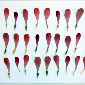 30 petales de zinnia violet-bordeaux, pétales séchées pressées, pour l’artisanat, résine, la fabrication de cartes, scrapbooking. # 451