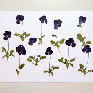 10 pensées violet sur la tige, fleurs séchées pressées, pour l’artisanat, les arts, la fabrication de cartes, scrapbooking. # 292