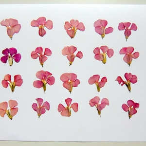 20 pezzi di fiori nemesia rosa viola, fiori secchi pressati, creazione di cartoline, resina, scrapbooking. #529