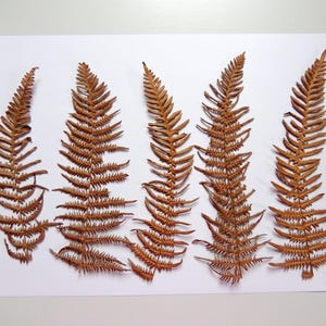 5 fougères brun pressées 7"-  10",  pour l’artisanat, les arts, la fabrication de cartes, le matériel de scrapbooking. # 535
