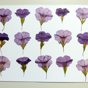 15 petites fleurs de pétunia violet, fleurs séchées pressées, pour l’artisanat, les arts, la fabrication de cartes, scrapbooking. # 439