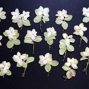 15 petites fleurs en couleur blanc et ivoire, fleurs séchées pressées, pour l’artisanat, la fabrication de cartes, scrapbooking. # 110