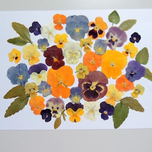 30 fleurs de pensée multicolore avec les feuilles, fleurs séchées pressées, pour l’artisanat, la fabrication de cartes, scrapbooking. # 193