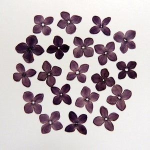 20  fleurs lilas violettes , fleurs séchées pressées сomestible , pour l’artisanat, la fabrication de cartes,  scrapbooking. # 316