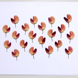 20 Small Pink Lupine Flowers, Pressed Dried Flowers, for Crafts, DIY, Herbarium, Floral Art, Resin. #488