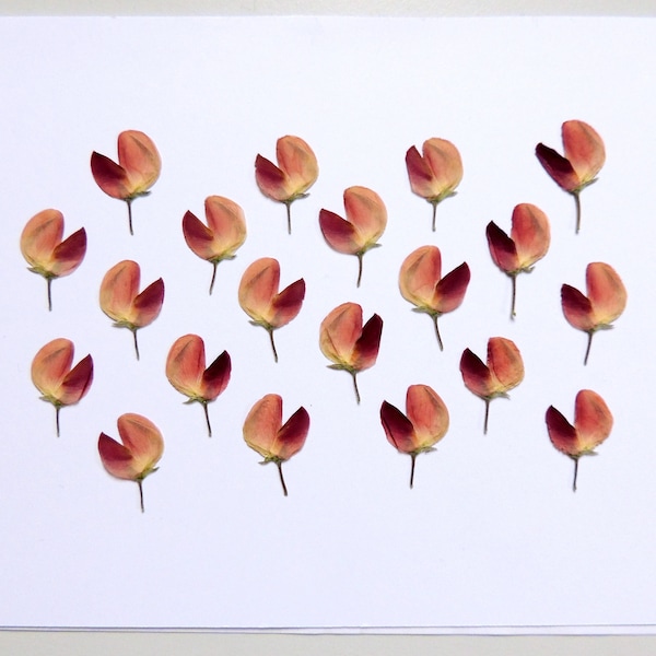 20 petites fleurs de lupin rose , fleurs séchées pressées, pour l’artisanat, bricolage, herbier, art floral, résine. # 488