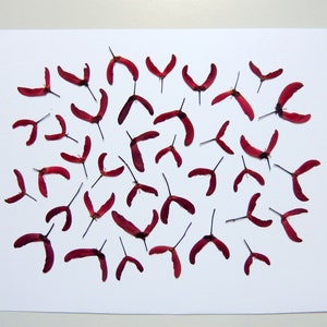35 small ultra flat red Japanese maple seeds, pressed dried seeds, for crafts, resin. #478.1