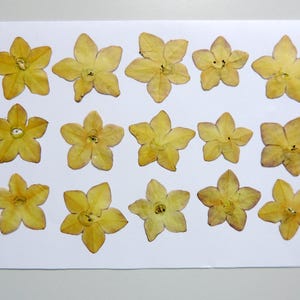 15 fleurs de nicotiana vert clair, fleurs séchées pressées, pour l’artisanat, la fabrication de cartes, résine,  scrapbooking. # 530