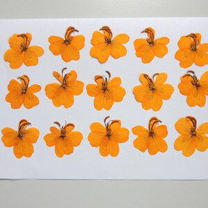 15 fleurs de senna jaune, fleurs séchées pressées, pour l’artisanat, la fabrication de cartes, résine,  scrapbooking. # 528