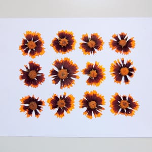 12 fleurs de coreopsis brun, fleurs séchées pressées, pour l’artisanat, la fabrication de cartes, résiné,  scrapbooking. # 495.2