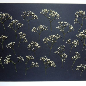 20 minuscules fleurs de gypsophile blanc , fleurs séchées pressées, pour l’artisanat, la fabrication de cartes, scrapbooking. # 340.1
