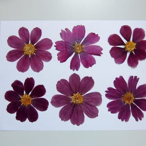 6 grandes fleurs de cosmos bardeau violet, fleurs séchées pressées, pour l’artisanat, la fabrication de cartes,  scrapbooking. # 440.3