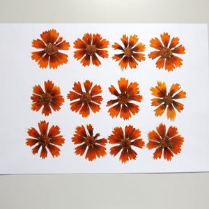 12 fleurs de coreopsis brun, fleurs séchées pressées, pour l’artisanat, la fabrication de cartes, résiné,  scrapbooking. # 495.1