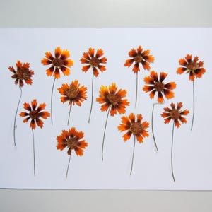 10 fleurs de coréopsis jaune brun avec tiges, fleurs séchées pressées, pour l’artisanat, la fabrication de cartes, scrapbooking. # 519.1