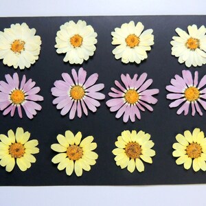 12 fleurs de argyranthème multicolore, fleurs séchées pressées, pour l’artisanat, la fabrication de cartes, résine,  scrapbooking. # 245
