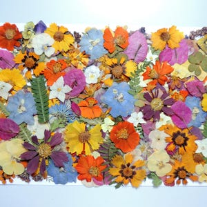 500 pcs+ Grand pack de fleurs de 2ème catégorie, Fleurs pressées pour l’artisanat, résine, scrapbooking, fabrication de cartes  # A23
