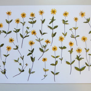 20 petites fleurs de Sanvitalia jaunes sur la tige, fleurs séchées pressées, pour les arts, la fabrication de cartes, scrapbooking. # 83.1