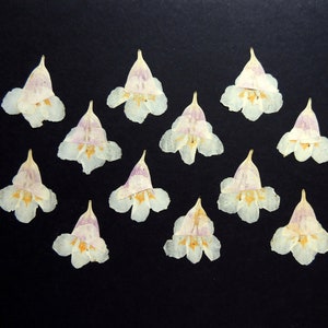 12 fleurs rose-blanches, fleurs séchées pressées, pour l’artisanat, résine, la fabrication de cartes, scrapbooking. # 278