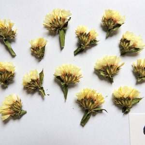40 morceaux de fleurs de statique, fleurs séchées , pour l’artisanat, les cartes, herbier, résine, scrapbooking. # 125