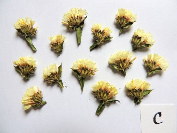 40 Pieces of Static Flowers, Dried Flowers , for Crafts, Cards, Herbarium,  Resin, Scrapbooking. 125 