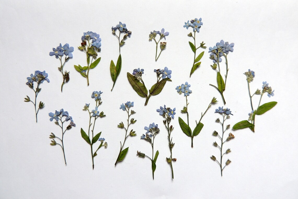 15 sprigs of dried flowers pressed for crafts Etsy