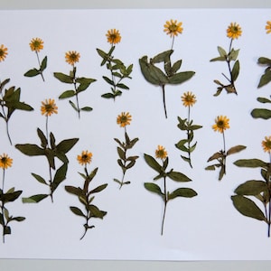 15 petites fleurs de Sanvitalia jaunes sur la tige, fleurs séchées pressées, pour les arts, la fabrication de cartes, scrapbooking. # 83
