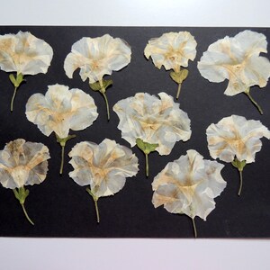 10 fleurs de pétunia blanc-beige, fleurs séchées pressées, pour l’artisanat, les arts, la fabrication de cartes, scrapbooking. # 437.2