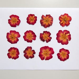 12 fleurs de rose sauvage, fleurs séchées pressées, pour l’artisanat, la fabrication de cartes, résine,  scrapbooking. # 523