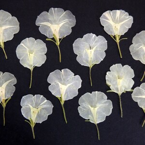 12 fleurs de pétunia blanc-ivoire, fleurs séchées pressées, pour l’artisanat, les arts, la fabrication de cartes, scrapbooking. # 436