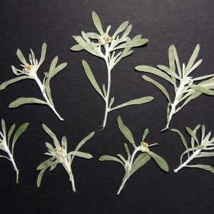 15 piccole stelle alpine dal mio giardino, fiori secchi pressati, per lavori artigianali, arte, creazione di biglietti, scrapbooking. #111