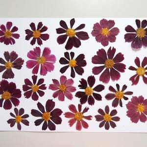 20  fleurs de cosmos bordeaux-violet , fleurs séchées pressées, pour l’artisanat, la fabrication de cartes,  scrapbooking. # 387.4