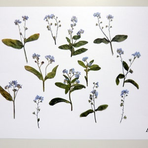 12 sprigs of forget-me-nots, dried pressed flowers, for crafts, DIY, herbarium, floral art, resin, decoration. #324