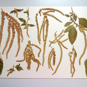 8, 10 morceaux d'amarante, fleurs séchées pressées, pour l’artisanat, les cartes, herbier, résine, scrapbooking. # 455